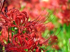 幸手市 権現堂 曼珠沙華/red spider lilies　