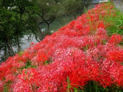 2012.10月初旬　秋の行楽「津屋川の彼岸花と東山動物園」♪