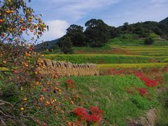 奈良　明日香村　阪田の棚田散策2012　