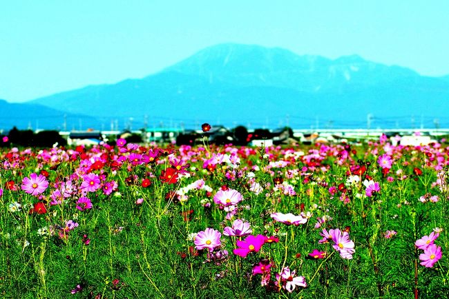 　我が家から南５キロの所に田園フラワーフェスタがあります。コスモスが今が見どころということで出かける事にしました。<br />　　　　　　　　　　　　　　　　　　　　　　　　　　（写真 伊吹山を背景に）