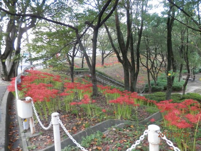 29水曜ひる一時帰国３行きは彼岸に遅れて彼岸花　戻りは香りをきかずキンモクセイ<br />写真は１２０９２９－０６３８．東海市大池公園の朝。<br />今回３回目の一時帰国は長め。異常が毎年だからか異常気象と聞かなくなったような。でもこれまで彼岸には咲いていた彼岸花が今年は咲かず。９月も末になり咲きだした。<br />去年までキンモクセイの香りが流れてきて。あぁそうか。きょうから１０月だと思っていた毎年だったのに。今年はその時期に帰国できたのに。香りをきかないまま天津に戻る。<br />JL８４０便天津発１４００名古屋行き<br />JL８４１便セントレア発１０３０天津行き<br />最終日前日は運動会。法事。記念写真。お祭りと行事が重なる。