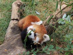 長野新幹線に乗って茶臼山動物園までレッサーパンダの赤ちゃん詣（2）もこもこキュートな赤ちゃんたちと屋外レッサーパンダたち