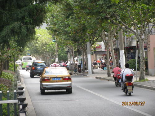 上海の保徳路・プラタナス並木路
