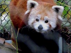 北米Ｒｅｄ Ｐａｎｄａ紀行 Ｆｒａｎｋｌｉｎ Ｐａｒｋ Ｚｏｏ　危険地区？？の動物園は開園１００周年！！ ニシレッサーパンダとキョンが同居！！