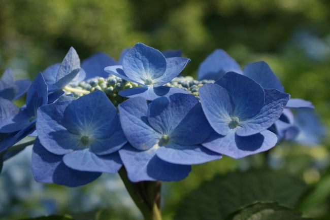 紫陽花が綺麗に咲いているとニュースで言っていたので、<br />ウン十年ぶりで北鎌倉の明月院を訪ねました。<br />明月院と言えば、紫陽花という場所です。<br /><br />北鎌倉−明月院−葉祥明　美術館−英勝寺−御陵神社−江ノ電　長谷駅<br />北鎌倉〜長谷までは、徒歩で移動しました