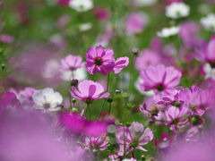 風に揺れる「くりはま花の国」のコスモス