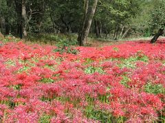 埼玉県編『高麗・巾着田』