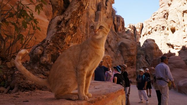 イスラエル聖地ツアーに参加する。<br />北部から南部まで国内縦断だったがそこで猫との<br />一期一会の出会い。<br />旅をステキに彩ってくれた｀おともだち｀を<br />紹介してみよう。
