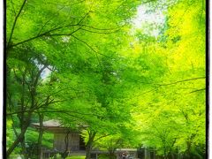 古都京都の四季をゆく・夏編【１】～緑に彩られた門跡寺院・三千院へ～