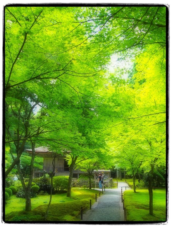 【１泊２日の旅（１日目前半①）。京都大原の里を巡る旅①】<br /><br />前回訪れたのは、満開の桜が街を包んでいた４月。<br />あついあついと言われる夏は避けようかと思っていたのですが、「もう９月だから」と（勝手に）言い訳をして、やっぱり来てしまいました、京都に…。<br /><br />１日目は、貴人たちが隠棲した洛北の離れ里である大原を歩くことに。<br />まず最初に訪れたのは、やっぱり「大原と言えば三千院」ということで、伝教大師最澄が創建し、天台宗五箇室門跡の１つである歴史ある門跡寺院・三千院へ。<br /><br />国宝に指定されている阿弥陀三尊像をはじめとする御仏も素晴らしく、また「聚碧園・有清園」といった庭園も見事に緑に彩られていて、門跡寺院の気品の高さを感じることができるお寺でした（アップした写真を見返してみても、緑色が多い…）。<br /><br />〔旅の１日目前半①の行程〕<br />・東京駅 ～ 京都駅 ～ 国際会館前駅 ～ 大原（三千院）<br /><br />〔旅の１日目前半②の旅行記～（さらに）大原の由緒ある寺院（宝泉院・勝林院・来迎院）を訪う～〕<br />・http://4travel.jp/traveler/akaitsubasa/album/10719249/<br />〔旅の１日目後半の旅行記～（最後は）大原の里を横断し、建礼門院の御閑居・寂光院へ～〕<br />・http://4travel.jp/traveler/akaitsubasa/album/10721270/<br /><br /><br />〔古都京都の四季をゆく・春編〕<br />・銀閣寺から哲学の道を歩き平安神宮へ<br />　http://4travel.jp/traveler/akaitsubasa/album/10661369/<br />・桜咲きほこる嵐山渡月橋と天龍寺のしだれ桜<br />　http://4travel.jp/traveler/akaitsubasa/album/10662752/<br />・春爛漫の嵯峨野古寺巡り（常寂光寺から大覚寺まで）<br />　http://4travel.jp/traveler/akaitsubasa/album/10665086/