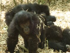 野生のマウンテンゴリラを求めてヴォルカン国立公園