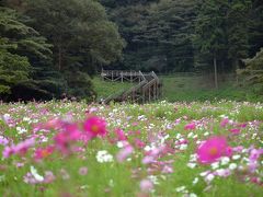 くりはま花の国　コスモスは100万本