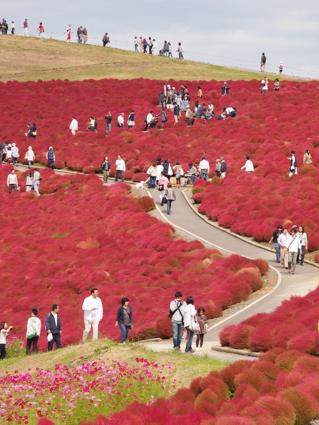 ひたち海浜公園の、コキアとコスモスがちょうど見頃・・という情報なので、今日行くしかないでしょ～！と、早速おでかけ。<br /><br />みはらしの丘は、深い紅色に紅葉した、まあるいモコモコのコキア（ほうき草）で埋め尽くされ、そのふもとはコスモスが、白～ピンク～濃いピンクと、紅色コキアに向かってグラデーションになって彩られ、あまりに綺麗すぎる風景に、圧倒されてしまった。<br /><br />また、中央フラワーガーデンでは、様々な種類・色とりどりのコスモスが、まさに満開で、見渡す限り、お花畑の絨毯が広がる夢のような光景なのであった。