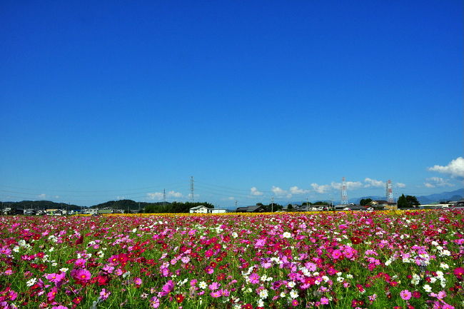 関市東田原の休耕田にヒマワリとコスモス畑が見頃を迎えて、<br />去年に引き続き今年も立ち寄りました、<br />清流国体の為に国道248バイパスが出来<br />多治見・仕事の途中通った時に発見して<br />カメラを用意して、1時間ぐらい立ち寄りました<br />今年で4度目の夏と秋を代表する花の“共演”<br /><br />翌日には、ローカルで新聞に載ってましたので<br />車が置けない位の盛況でしょう。<br /><br />去年は、コスモスとひまわり畑の季節外れの妙な競演<br />これが混在一体でカラフルで<br />自然との調和のコントラストは不思議なぐらい感銘。<br /><br />今回も、限られた時間を想うまま撮り続けました。<br />去年のアルバムです。<br />ちょっと季節はずれ!コスモスとヒマワリの妙な競演<br />http://4travel.jp/traveler/isazi/album/10620327/<br />