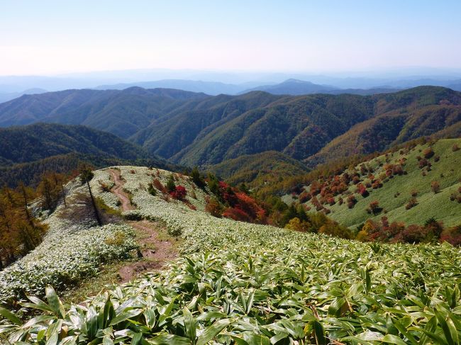 <br /><br /><br /><br />大川入山は、中央アルプス南端の恵那山のさらに南に聳え、和合川と売木川の源頭にある国道１５３号沿いに流れる冶部坂川支流の大川入川の源頭の山で、阿智村と平谷村境にある。<br /><br />この季節になると、アクセスの良い大川入山には、何度登っただろう。<br />最初に登ったのは、２００１年６月だった。<br /><br />今回山行の計画があった時、紅葉のきれいな大川入山を提案したら、早速賛成をしていただいた。<br /><br />同行は、ham-jiさん、アカネさん、夫と私。<br />お天気にも恵まれ、ham-jiさんに運転していただき、ありがとうございました。<br />おかげで楽しい山旅ができました。<br /><br />大川入山は、冶部坂とスキー場のあるあららぎコースと二つあり、今回は冶部坂コースをとった。<br /><br />治部坂峠コース<br />治部坂峠登山口：１２４０ｍ<br />　　　↓　1.3km<br />横岳ピーク：　　１５７４ｍ<br />　　　↓　2.5km<br />舞鶴のコル：　　１６４０ｍ<br />　　　↓　1.0km<br />大川入山山頂：　１９０８ｍ<br /><br />■登山口と山頂までの標高差：約 670ｍ<br />■登山口から山頂までの距離：約4800ｍ