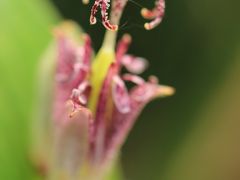 秋色が香りはじめた森林公園2012（2）マクロレンズでチャレンジした野草コースの秋の花