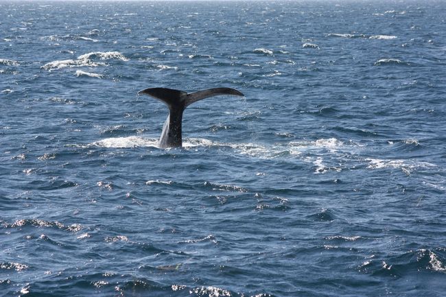 ホエールウォッチングをしました。<br />あんな大きなクジラが何頭も泳いでいるのです。<br />海は広くて大きいです。