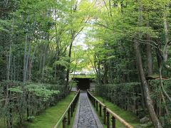 京都探訪　～妙心寺、高桐院（大徳寺　塔頭）　～