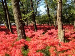 巾着田の曼珠沙華