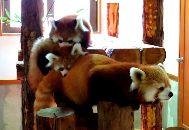 昨日の鯖江市西山動物園（旅行記→http://4travel.jp/traveler/jillluka/album/10718413/）に続き、今日は甲信越・・・いや、日本のレッサーパンダの聖地！！茶臼山動物園です。<br />この茶臼山動物園はそのパンダの飼育数もさることながら、パンダの見せ方、パンダの個性・・・どれをとっても日本をリードする動物園です。<br />そして、繁殖に関しても日本をリードする動物園、ここ５年だけ切り取っても・・・<br />２００８年　２匹（ララちゃん＆ソラ君）<br />２００９年　３匹（サラちゃん＆ノンちゃん＆ジジ君）<br />２０１０年　２匹（ルナちゃん＆スバル君）<br />２０１１年　２匹（モモちゃん＆シンゲン君）<br />と、日本中のパンダファンから愛される個性あふれる面々が誕生しています。<br />そして、今年２０１２年も２匹のお母さんから４匹の赤ちゃんが誕生しました・・・６月１８日生まれのアジサイちゃんとチャオ君の双子ちゃんと、７月５日生まれのノンちゃんとチャオ君の双子ちゃん。<br />公開が始まりましたので万難排し会いに行ってきました。<br /><br /><br />これまでのレッサーパンダ旅行記はこちらでどうぞ→http://4travel.jp/traveler/jillluka/album/10652280/