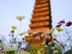 ちょこっと奈良　霊山寺バラ園とか 花あかり とか。