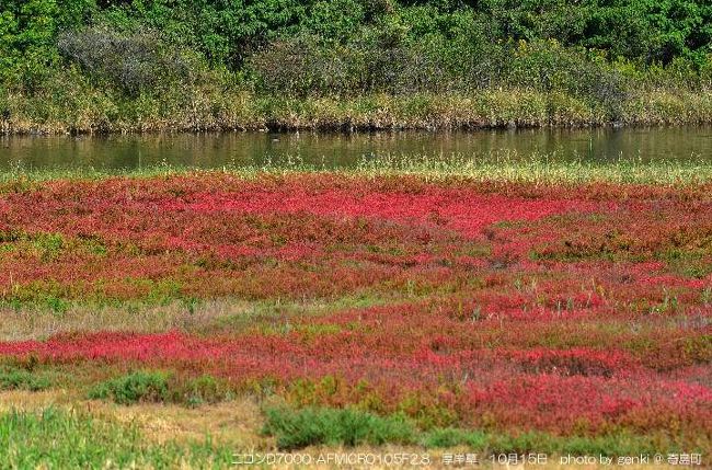 本来は北海道厚岸に自生する草紅葉なんdすが、何故か瀬戸内で繁茂しています。<br /><br />詳細は ⇒ http://genki4.web.fc2.com/