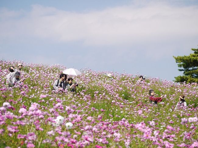 半年ぶりの昭和記念公園ファン倶楽部のオフ会。<br />シーズンにならないと書き込みもないという季節もののコミュニティだが、皆さん忘れずに集まってくれました。<br />今回は初参加が３名、うち今日が公園デビュー１名。総勢１１名は新記録かな？<br /><br />今年のコスモスは意図的に開花時期を遅らせているので、ちょうど花の丘が見頃始め。原っぱの２つのお花畑も良い感じで見所はこの３つ。<br />やはり昭和記念公園は春のチューリップと秋のコスモスが東西横綱です。<br /><br />途中に恒例の豪華な草上ランチタイムを挟んでも朝から閉園近くまで一日たっぷり。<br />滞在時間記録更新したかも。でも楽しかったです。<br /><br />参加の皆さん、ありがとうございました。<br /><br />