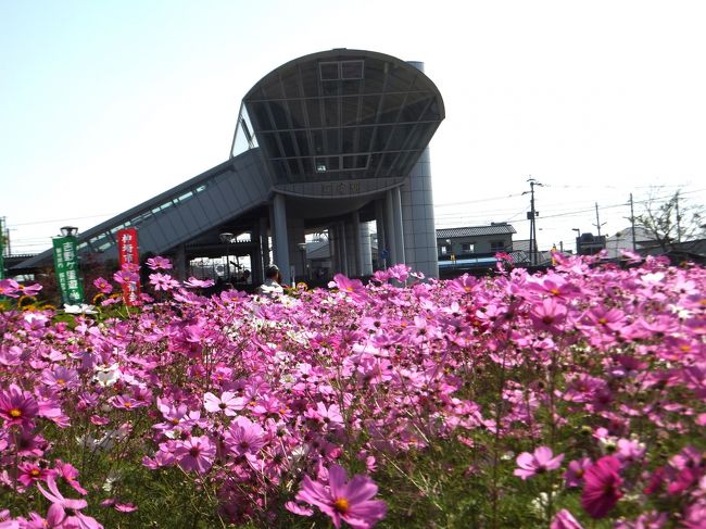 　秋本番、コスモスの季節が始まりましたね。本日は年に一回の「美しいコスモス？」撮影に行ってきました。(笑）場所はJR神埼駅に隣接した所にあり、とても交通の便が良いので行ってみてはいかがでしょうか。（今週いぱいは花がもちそうですよ！！）