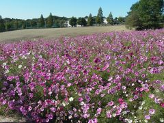 天気がよいので愛知牧場へ～コスモス畑と動物に触れ合うの巻～