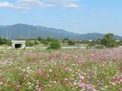 二週連続の≪カレーと秋桜のミニオフ会≫その２／亀岡の『夢コスモス園』編