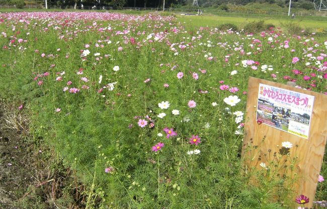 SNSでコンタクトがあった人と公園で待ち合わせ。公園の傍では鹿室コスモス祭りの最中でした。<br /><br />鹿室をかなむろと読むと、初めて知りました。<br /><br />日本語地名は難しい。