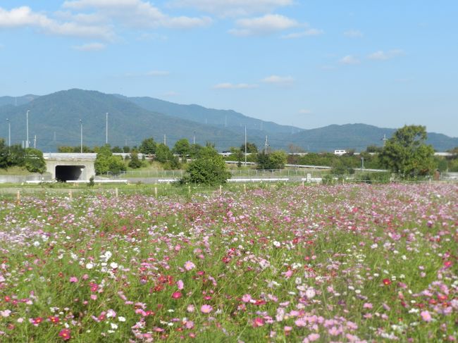 『イカリヤ食堂』のランチ中に、この後どこに行こうかと相談したところ、やっぱり旬の花を見に行こうということになって亀岡まで走りました。<br />亀岡の「夢コスモス園」というコスモス畑には多くの色・種類のコスモスが咲き乱れ、素敵な花畑を見ながらまったりとした時間を過ごすことができました！