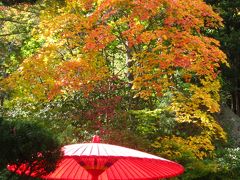 札幌のかくれ紅葉スポット【紅桜公園】