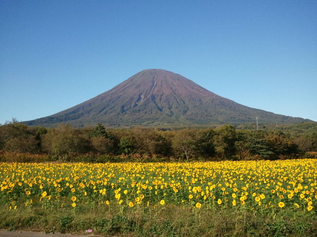 新千歳から、レンタカーで、ニセコに行ってきました。<br />今年は、あったかかったらしく、紅葉が本当に少ししかなかったです。<br />立ち寄り湯をいくつも入り、泥ぶろにも入ってきました。<br />偶然にも　SL に　出会いました。<br />この季節の土日しか走っていないようですね。<br />お天気が良く、大変、蝦夷富士と呼ばれる、羊蹄山が、きれいに見えました。