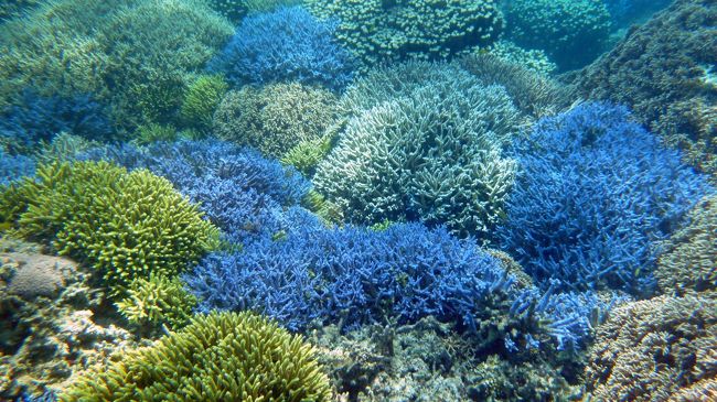 石垣島の滞在は北部を選びました<br />なんとなく北部の素の自然を見たかったから<br /><br /><br />青い空、青い海、そして青い珊瑚礁<br /><br />『石垣ブルー』<br /><br />石垣北部の自然、青い珊瑚礁の美しさは、<br />まさにプライスレス<br /><br />行ってよかった･･･