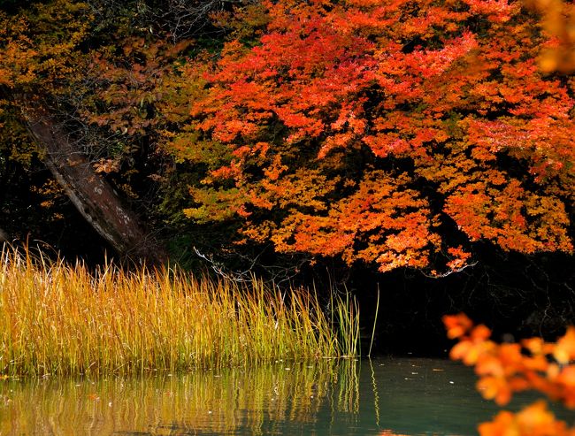 今年は例年より10日ほど遅く、今が奥日光の紅葉最盛時<br />だそうです。<br />ということで今回は、いろは坂からではなく、群馬県側の<br />金精峠から日光を目指します。<br /><br />ちなみに前日の21日（日曜）は、日光市内から、いろは坂<br />を通って中禅寺湖まで2時間かかったそうです…<br />