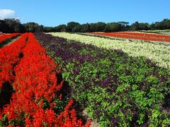 淡路島１泊２日の旅（２）　兵庫県淡路市～あわじ花さじき～