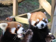 レッサーパンダ・オフ会で千葉市動物公園へGo！（2）リンゴタイムの大人のレッサーパンダたちもとってもキュート@