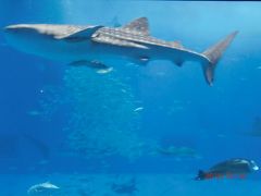 １歳児連れで沖縄旅行～２日目～