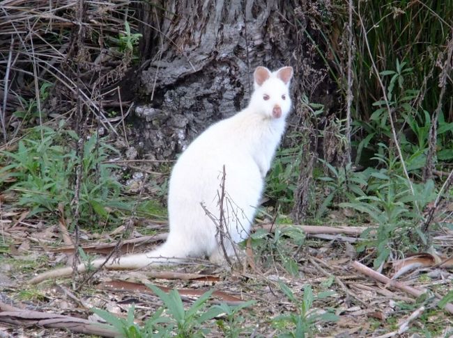 タスマニア野生動物サファリ 真冬に最南端を目指す Tasmanian Wildlife Safari Heading To Southernmost ホバート オーストラリア の旅行記 ブログ By ノーーウォリーズさん フォートラベル