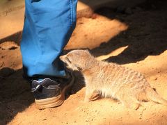 レッサーパンダ・オフ会で千葉市動物公園へGo！（3）動物が近くて見やすくてびっくり！～レッサーパンダ以外の動物も楽しめた@