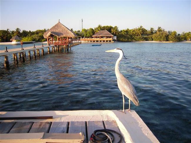 Eriyadu Island Resort　<br />（２０１２年１０月０４日現在の情報です。情報は予告なしに変更されますので、予めご了承ください。ＧＳＴは２０１３年１月から８％になります。）<br /><br />２０１１年６月にスイミングプール完成と共にバーが新しくなりました。<br />また、１０月にはデラックスルームが１０部屋できました。）<br /><br />『わ〜ラグーンが綺麗！』桟橋から見るラグーンはマリンブル〜〜〜。<br />素朴な島にヒョイと見える、素敵なバー＆スイミングプールは新鮮なイメージです。<br />島に上陸すると、木々が多く飾らないモルディブの雰囲気で、カジュアルに過ごせます。<br />お部屋数も６６部屋と、島のサイズも丁度よい。<br /><br />北マーレアトールの北部に位置する島。空港からスピードボートで約５５分。<br />夜は星空を眺めながら、日中は綺麗な景色を眺めながらの移動です。<br />リゾートと空港間には、いろんなリゾートもあるので、通り過ぎるのも面白い。<br /><br />桟橋ではスタッフがお出迎えしてくれます。<br />レセプションでチェックインをし、お部屋の鍵をいただきます。<br />リゾートインフォメーション、リゾートの地図があるので安心。<br /><br />島の雰囲気<br />ラグーンの中にリーフエッジまで延びた桟橋…。真っ白い砂のビーチがとても印象的！<br />桟橋先端には時々イルカが通り、Ｈａｐｐｙ雰囲気にしてくれます。<br />広いビーチでは、日焼けを楽しまれている方もいます。<br />ハウスリーフが良く、ダイバー＆スノーケラーに人気のリゾートなのでドイツ人の方が多い。島内は静かでダイビングに行かれているか、お部屋の前で読書を楽しまれ、のんびりとした贅沢な時間を過ごされています。<br />緑に囲まれた島の中には、１棟２部屋のビーチバンガローが並んでおり、お部屋の後ろ側に通路があるので、お部屋の前は意外とプライバシーがあるので居心地もよい。<br />海が一望できるスイミングプール！スロープ式になっているのでファミリーの方にはお子様と一緒に過ごしていただける場所です。プールサイドにはサンチェア＆パラソルがあります。海を眺めているだけで満足できるリラックス感に味わえる島…。<br />夕方になると、バーのテラスには人が集まり、サンセットを眺めながら会話を楽しまれています。<br /><br />ハウスリーフでのスノーケリング…<br />ドロップオフに出るパッセージが５箇所にあるので、スノーケリン＆ハウスリーフダイブをされる方にはとても便利！<br />パッセージの目印は、ブイ又はポールがドロップオフ沿いにあります。<br />魚＆魚の種類も多いのが売りのハスリーフです。<br />大物＆小物＆群れ物まで盛り沢山でテーブル珊瑚＆枝珊瑚も綺麗！<br />パウダーブルーも群れています。<br />ドロップオフはなだらかで泳ぎやすく、ドロップオフまで遠くはない。<br />カメ、パロットフィッシュ、ヨスジフエダイ、サメ、コバンサメ、ウツボ、マダラトビエイ、カスミアジアジ、ロウニンアジ、カスミアジ、マグロ、ハタタタテダイ、エイ、パウダーブルー、ナポレオン、ニシキヤッコ、タテジマキンチャクダイ、ヒレナガハギ、その他、沢山の魚がいます。<br />その他...種類は多いので写真を撮られる方には嬉しいハウスリーフ。<br />ドロップオフまでの浅瀬でも、珊瑚が広がっていて魚が多く、光が入るので綺麗です。<br /><br />地図を参考にされてください。<br />パッセージがある場所<br />ダイビングセンターの裏、メインの桟橋、お部屋番号１１０辺り、お部屋番号１３０辺り、お部屋番号１５２辺り<br /><br />ダイビングセンターの裏：ボート停泊する時もありますので、ボートにはお気を付けください。<br />リーフを左肩にしてメインの桟橋方向に泳いだ場合<br />　　　　　　　　　　　　浅瀬には群れている魚がいます。パウダーブルーもいました。<br /><br />メインの桟橋：ボート停泊する時もありますので、ボートにはお気を付けください。<br />　　　　　　　桟橋下に群れている魚がいます。<br />　　　　　　　リーフを左肩にしてバー方向に泳いだ場合。<br />　　　　　　　コーナーのところは、リーフが広くなります。<br />　　　　　　　サメ、ウツボ、カスミアジなど少し大きめの魚がいます。<br />　　　　　　　　　　　　　　　　<br />お部屋番号１１０番辺り：リーフを左肩にしてお部屋番号１３０番方向に泳いだ場合。<br />　　　　　　　　　　　　なだらかなドロップオフが続き珊瑚が綺麗です。珊瑚に住む小さなお魚さんがいます。<br /><br />お部屋番号１３０番辺り：ドロップオフまでが一番近い場所です。<br />　　　　　　　　　　　　リーフを左肩にしてお部屋番号１５２番方向に泳でもドロップオフが近いので泳ぎやすい。<br /><br />お部屋番号１５２番辺り：リーフを左肩にしてダイビングセンター方向に泳ぐと、一番のコーラルガーデン！コーナー辺りはリーフが広くなりますので、潮の流れにお気を付けください。<br />　　　　　　　　　　　　クマノミなど可愛いお魚が多い。<br /><br />泳がれるときは、事前にダイビングセンターで潮の流れの方向＆強さを確認されてください。<br />潮の流れの方向でエントリー場所を変えてあげてください。<br />初心者の方には、パッセージことに泳がれることをおお勧めします。<br />１８：００以降のスノーケリングが禁止となっています。<br /><br />客室<br />６６部屋。お部屋のカテゴリーは３つ。<br />スタンダードルーム６部屋（２階建ての下）<br />スーペリアルーム５０部屋（１棟２部屋）<br />デラックスルーム１０部屋（１棟２部屋）２０１１年１０月に新登場。<br />収容人数　大人３人　又は　大人２人＋子供１人（エキストラベッド１可）<br />エキストラベッドは一つしか入りませんが、大人２人＋子供２人を希望される方はリクエストされてみてください。<br />＝＝＝＝＝＝＝＝＝＝＝＝＝＝＝＝＝＝＝＝＝＝＝＝＝＝＝＝＝＝<br /><br />Webesite ： www.eriyadu.com.mv<br />Email ： res-eriyadu@pch.com.mv<br /><br />電話：（９６０）６６４　４４８７<br />ファックス：（９６０）６６４　５９２６<br /><br />リゾート日本人スタッフ：いません<br />日本人ダイビングインストラクター：いません<br />　　　　　　　　　　　　　　　　　<br /><br />時間<br />日本との時差４時間<br /><br />トランスファー<br />スピードドーニで約５５分<br /><br />島のサイズ<br />１周歩いて約１５分<br /><br />チェックイン　　１４：００<br />チェックアウト　１２：００<br /><br />電気圧<br />２４０V　５０Hz<br />プラグ：三椏日田ピン（マルチプラグあり）<br /><br />レセプション<br />０７：００〜０１：００（ＡＭ）<br />＊緊急時は内線（０番）にお掛けください。<br />ロビーにはPOST BOXがあります<br />郵便はおおよそ２週間〜３週間で日本に届きます。（のんびりです）<br />本棚もありますのでご自由に楽しまれてください。<br />＊スノーケリングセットの貸し出はレセプションでしています。<br />　３点セットUS$ １０／１日（マスクUS$３、フィンUS$５、スノーケルUS$２）<br />ライフジャケットUS$1／１日<br /><br />キャッシャー<br />０７：００〜０１：００（ＡＭ）<br /><br />クレジットカード<br />ビザ、マスター、アメリカンエクスプレス、ジェシービー<br /><br />キャッシュの取り扱い<br />アメリカドル、ユーロ、日本円<br />＊トラベラーズチェックの使用可<br /><br />支払い<br />ご出発日の前夜２１：００〜２２：００の間にお支払いください。<br /><br />セーフティボックス<br />レセプションで貸し出し。<br /><br />インターネット<br />Wife使用可能エリア：レセプション、バー、レストラン（無料。）<br /><br />日本への電話＆ファックス<br />電話：US$４／１分<br />ファックス：US$４／１枚<br />＊料金には１０％サービスチャージ＋６％ＧＳＴが別途されます。<br />また、内容＆料金は予告なしに変更されますので、予めご了承ください。<br />＊<br />お部屋からお部屋への電話は９番を押してお部屋番号でつないでください。<br /><br />カクテルパーティー<br />なし<br /><br />DVDレンタル<br />なし<br /><br />ライブラリー<br />レセプションの横に棚があります。<br /><br />ご出発案内<br />ご出発のご案内は前日の夕方、レセプションにお尋ねください。<br />チェックアウトは１２：００。お荷物はドアの外側に出して置いて下さい。<br />お部屋の鍵はレセプション、セーフティボックスの鍵はキャッシャーへ、お渡し下さい。<br /><br />ハネムーンサービス<br />ワイン、フルーツバスケット、ベットデコレーション<br /><br />お誕生日<br />ケーキ、テーブルコレーション<br /><br />結婚記念日<br />ケーキ、テーブルデコレーション<br /><br />リピーターサービス<br />リピーターディナー＋ワイン<br /><br />ベビーシッターサービス<br />なし。<br /><br />クリニック<br />なし。レセプションには、多少の薬はあります。<br /><br />エイ＆魚の餌付け<br />なし。<br />