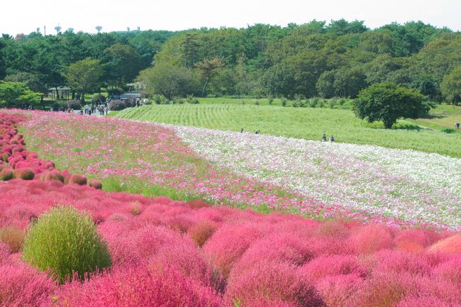 関東の中でも茨城県はあまり旅したことがない場所。<br />昨年トラベラーさんの旅行記を拝見していて絶対に行きたい場所として真っ赤なモコモコを見るのを楽しみにしてました。<br /><br />見ごろといい、天気といい、バッチリ日和となりました♪<br /><br />そして、出てきたついでに大好きな水族館へ寄り道も♪<br />関東最大規模クラスのアクアワールド茨城県大洗水族館。<br />