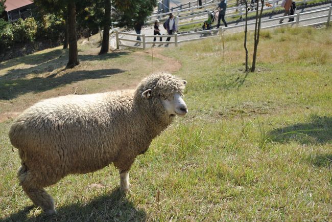 県外から友達が遊びに来てくれたので、兵庫県内をドライブしました。<br /><br />10月20日(土)　篠山<br />10月21日(日)　六甲