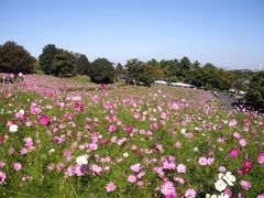 昭和記念公園・花の丘へ