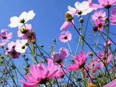 うす紅の秋桜が彩どる 昭和記念公園ファン倶楽部オフ会