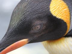 日本一早い紅葉を見に♪北海道旭山動物園