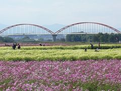 鴻巣市の荒川花街道コスモスと駅名漢字ラリー参戦