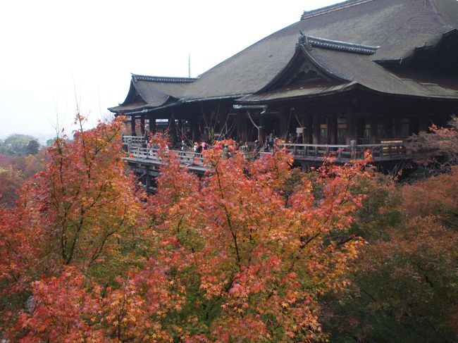 2009年11月に京都へ行った際、紅葉シーズンで混んでいる中<br />少しでも人の少なそうな場所を選んで旅行しました。<br />妙心寺の庭園、懐石近又でのランチ、早朝の清水寺、嵐山弁慶の日帰入浴とランチ<br />1泊目花園会館と2泊目ハイハットリージェンシーに宿泊しました。<br /><br />妙心寺では映画の撮影をしていて役所広司と佐藤浩市が見れて朝からテンションがあがりました。<br />ずーっと見ていたかったなあ〜。<br />庭園でお抹茶をいただきお庭を眺め優雅なひと時を過ごしました。<br />お昼は1日3組宿泊出来る近又の座敷で美味しい懐石料理をいただき<br />夜は一番混んでいないであろうと聞いて天得院のライトアップを見に行きました。<br />それでも混んでましたが。。。<br />夕食は、ハイアット近くの居酒屋でおでんなどをつまんで就寝。<br />翌日は6時に起床して早朝の清水寺へ　　すがすがしく本当に満喫出来ました。<br />イノダコーヒーで朝食　かなり並んでいました。<br />嵐山へ移動して弁慶で日帰入浴とランチをいただきの〜んびり<br />その後時間がたりなくなりあわててホテルに戻り荷物を引取り京都駅へ<br />お土産を買う時間もほとんどなく新幹線に乗り東京へ戻って来ました。<br />もっと最後に時間の余裕を持って旅をしないと。。。<br /><br /><br />