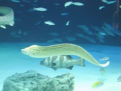 2012年１０月２日サンシャイン水族館　２５回目